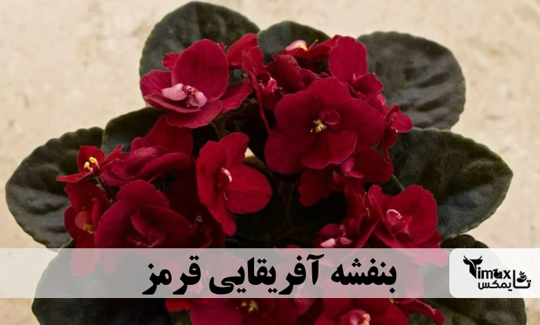 گل بنفشه آفریقایی قرمز