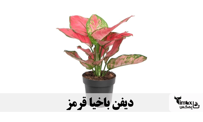 گل دیفن باخیا قرمز