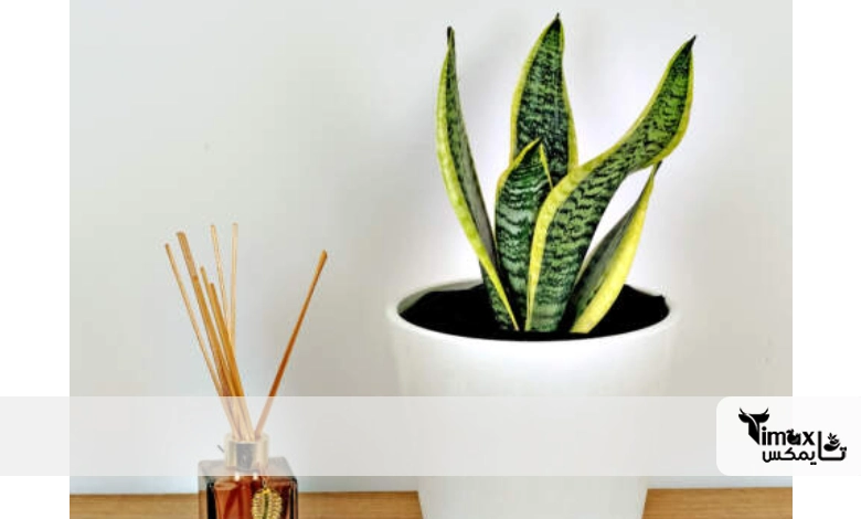 سانسوریا پاکوتاه سبز