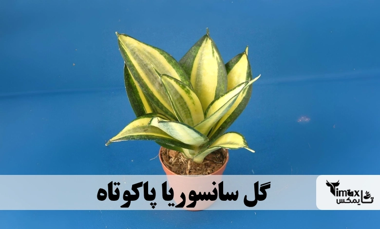 سانسوریا پاکوتاه 