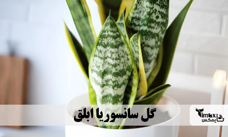 گل سانسوریا ابلق