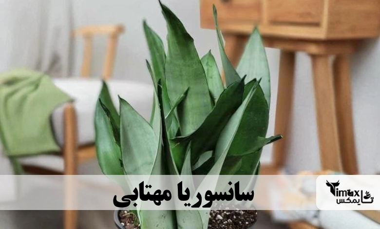 گل سانسوریا مهتابی