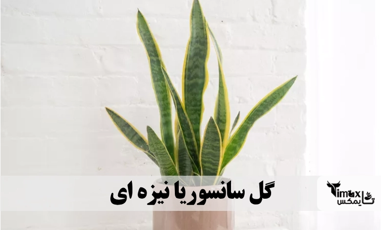گل سانسوریا نیزه ای