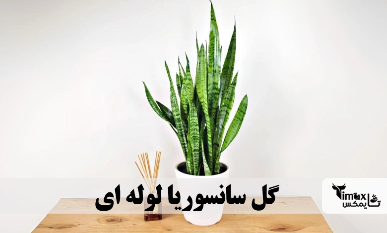 گل سانسوریا لوله ای