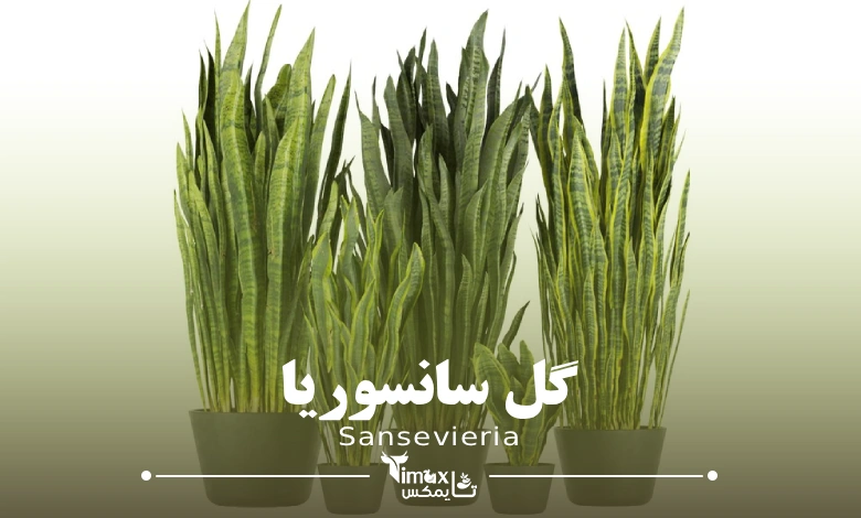 گل سانسوریا Sansevieria