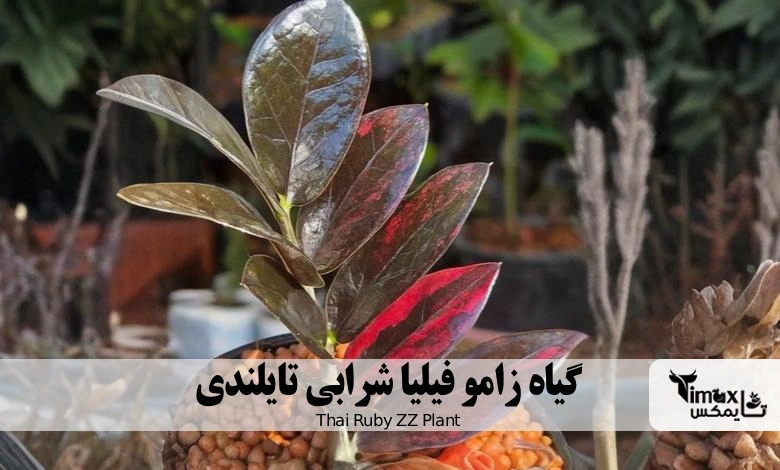 زامو فیلیا شرابی تایلندی
