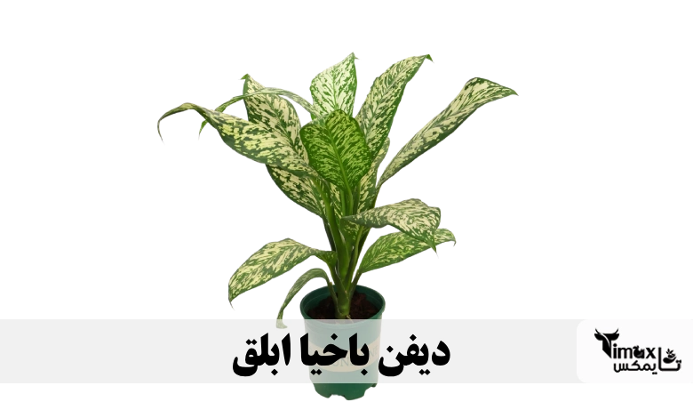 دیفن باخیا ابلق