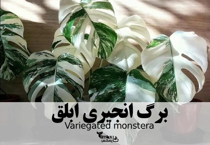 برگ انجیری ابلق