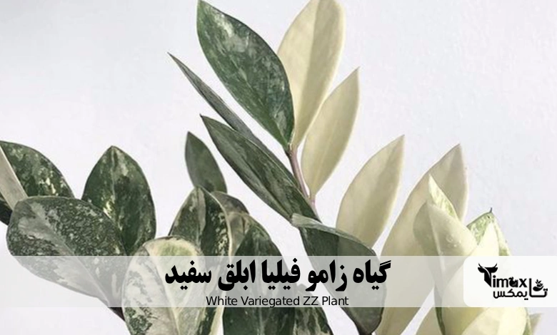 زامو فیلیا ابلق سفید