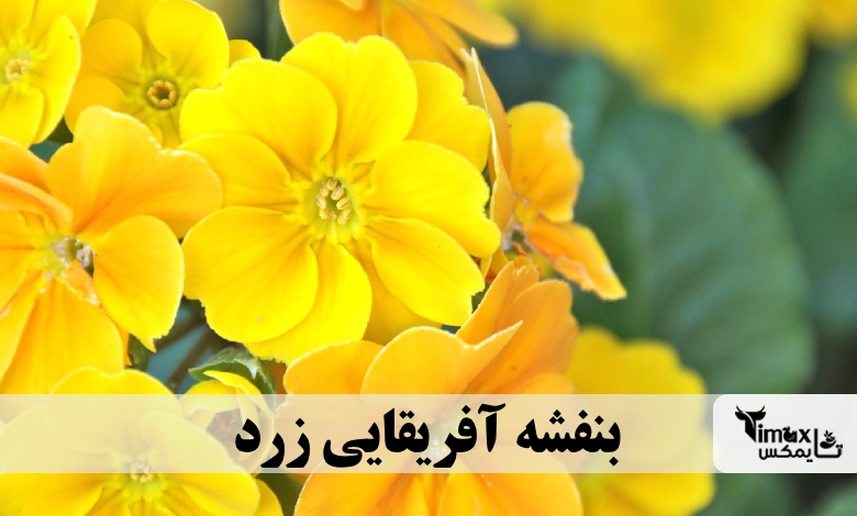 بنفشه آفریقایی زرد