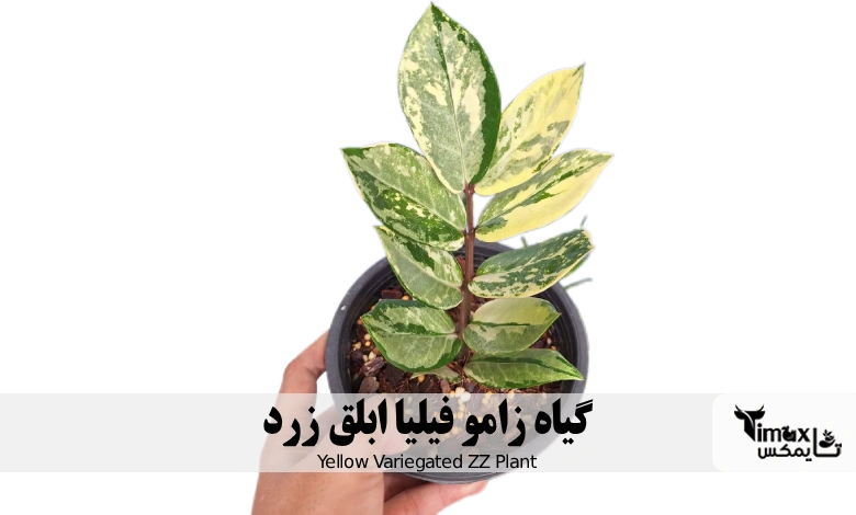 زامو فیلیا ابلق زرد