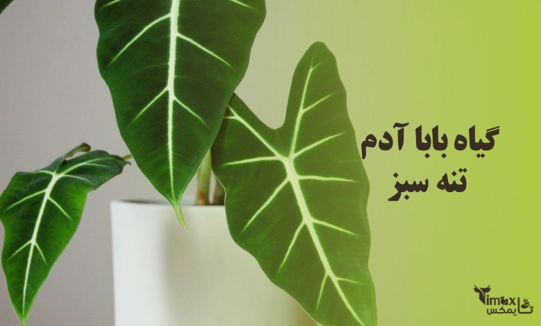 تفاوت بابا آدم تنه قرمز و تنه سبز