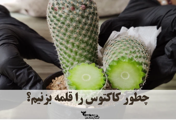 چطور کاکتوس را قلمه بزنیم؟