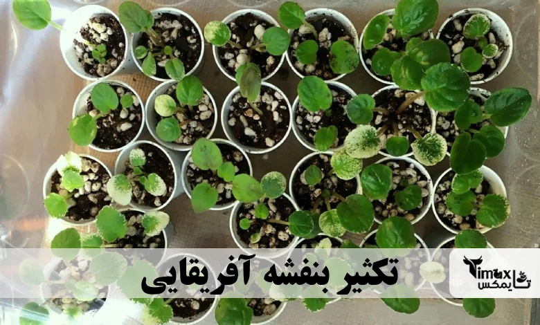 تکثیر بنفشه آفریقایی