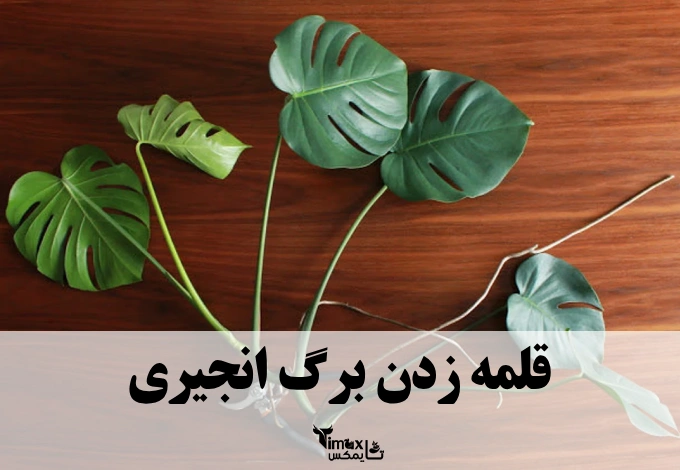 قلمه زدن برگ انجیری