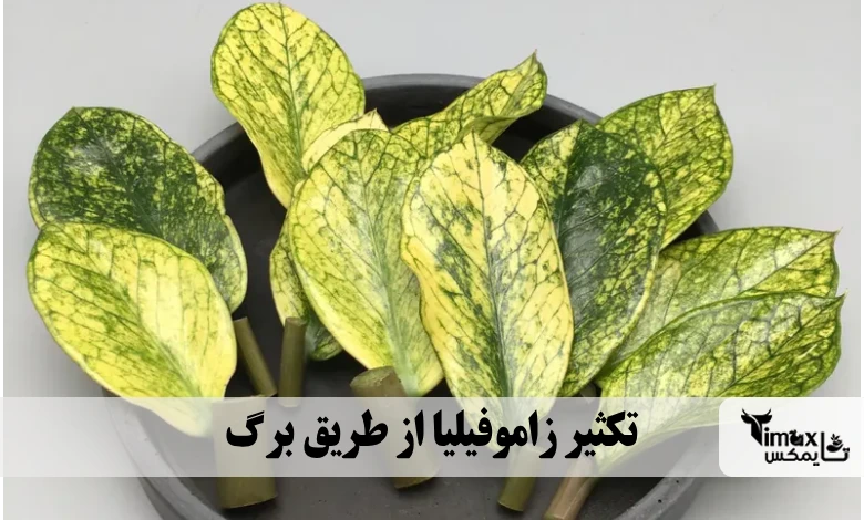 تکثیر زاموفیلیا از طریق برگ