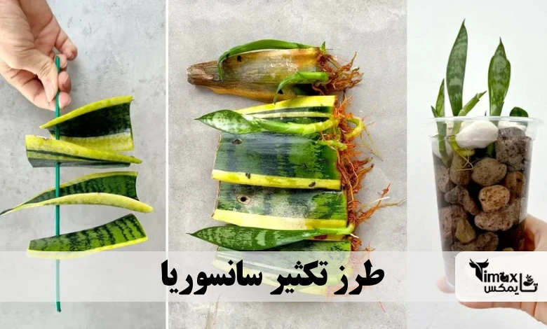 طرز تکثیر سانسوریا