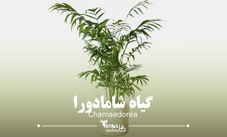 شامادورا Chamaedorea