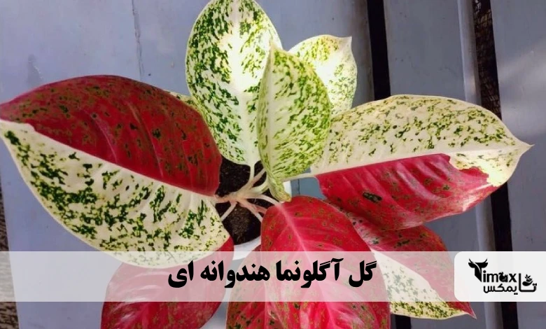 گل آگلونما هندوانه ای