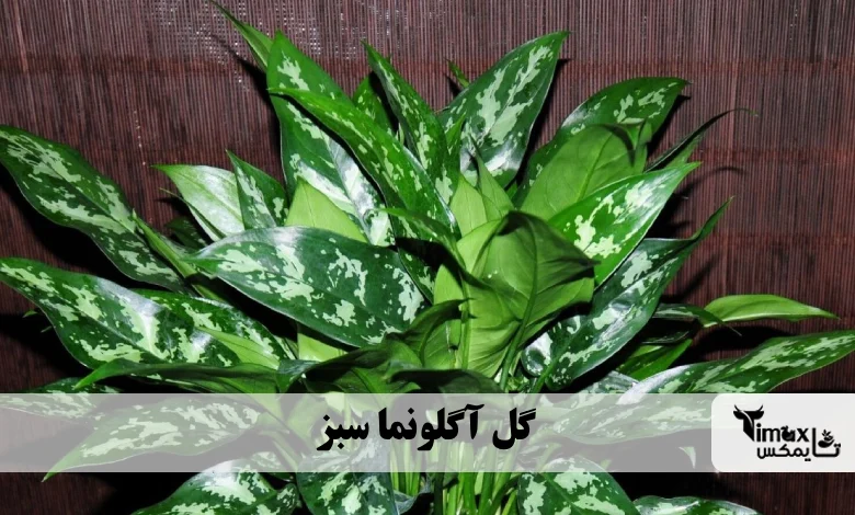 گل آگلونما سبز