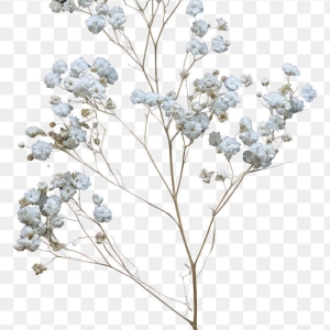 شاخه گل ژیپسوفیلا - white-rose