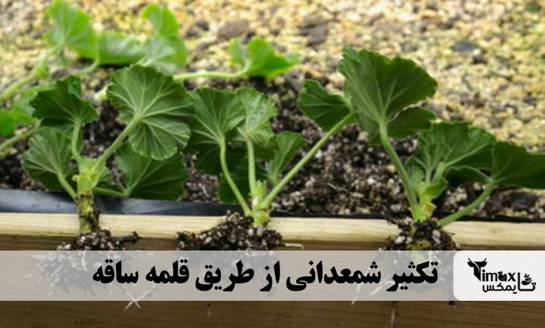 تکثیر شمعدانی از طریق قلمه ساقه