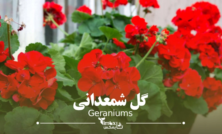 گل شمعدانی Geraniums