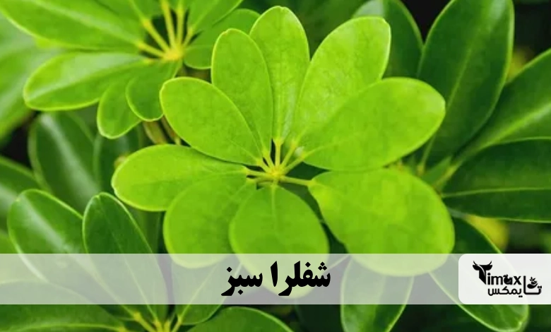 شفلرا سبز Green Arboricola