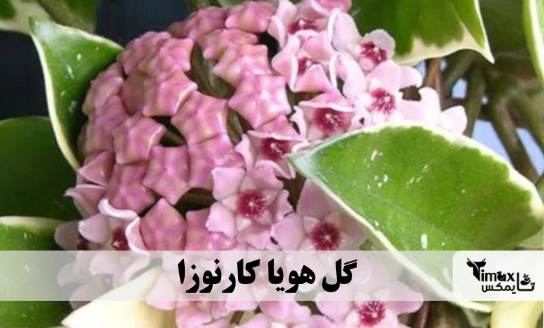 گل هویا کارنوزا