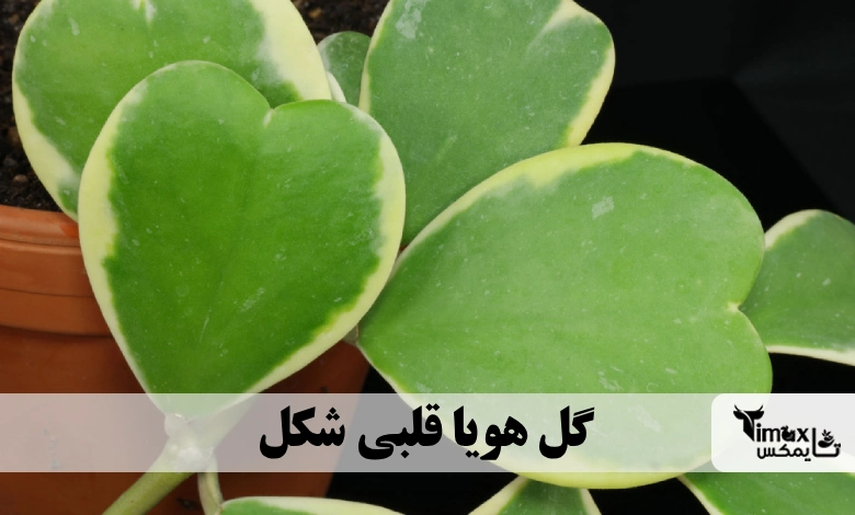 گل هویا قلبی