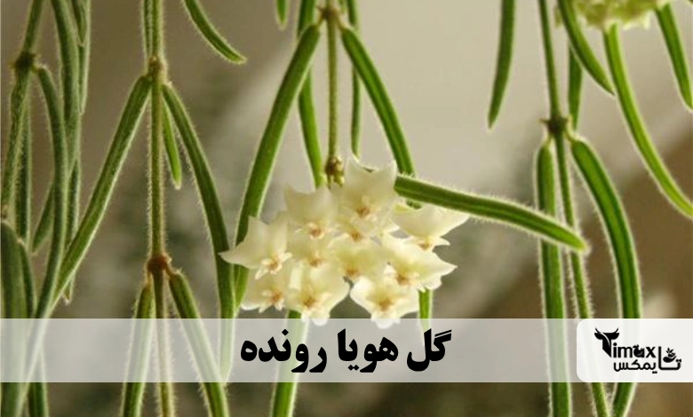 گل هویا رونده