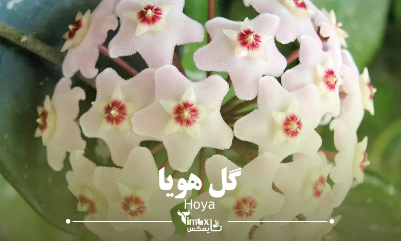 گل هویا Hoya