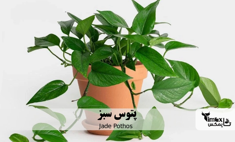 پتوس سبز Jade Pothos