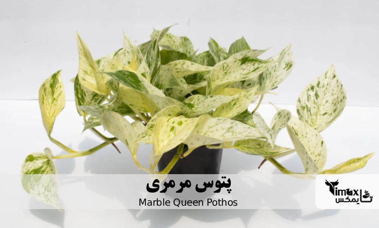 پتوس مرمری Marble Queen Pothos