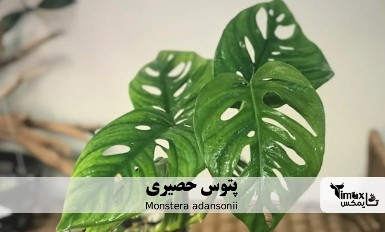پتوس حصیری Monstera adansonii