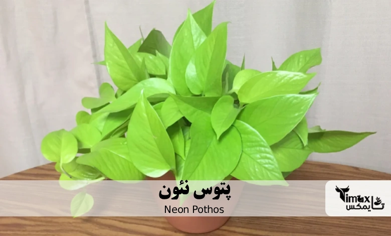 پتوس نئون Neon Pothos