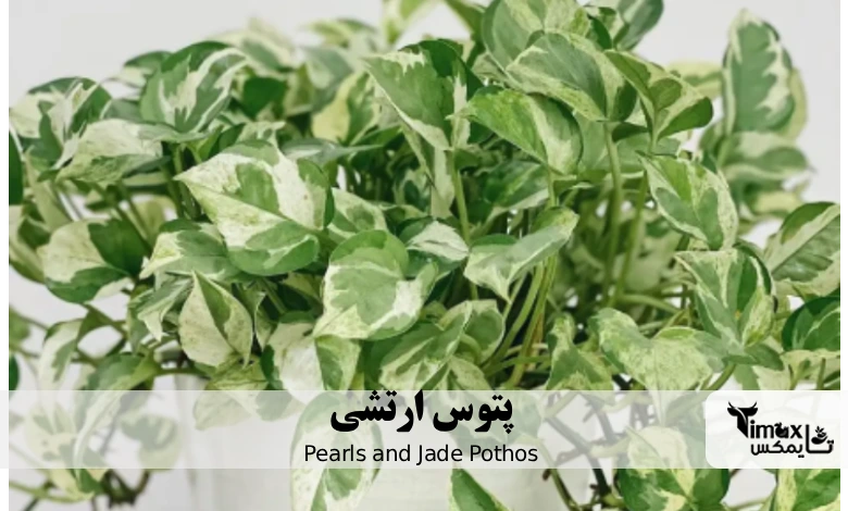 پتوس ارتشی Pearls and Jade Pothos