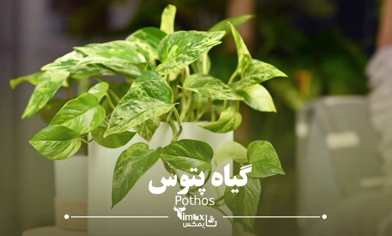 گیاه پتوس Pothos