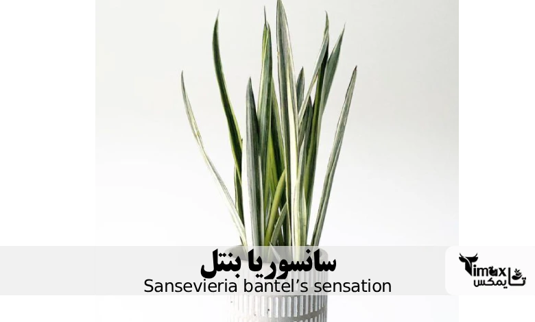 سانسوریا بنتل Sansevieria bantel’s sensation