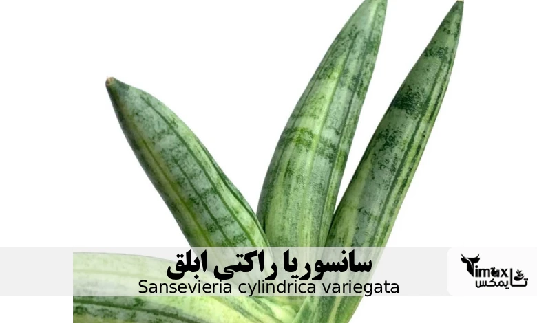 سانسوریا راکتی ابلق Sansevieria cylindrica variegata