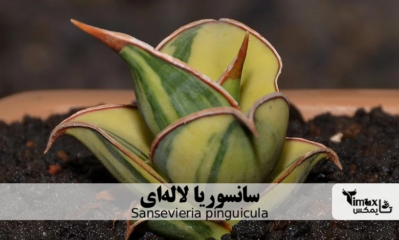 سانسوریا لالهای Sansevieria pinguicula