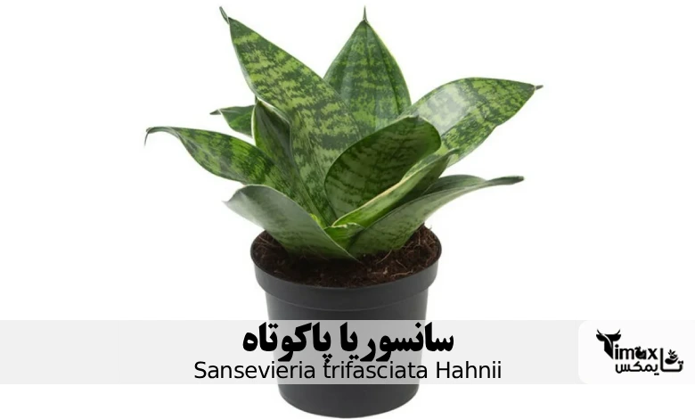 سانسوریا پاکوتاه Sansevieria trifasciata Hahnii