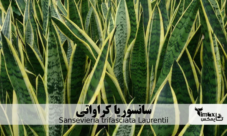 سانسوریا کراواتی Sansevieria trifasciata Laurentii