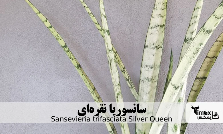 سانسوریا نقرهای Sansevieria trifasciata Silver Queen