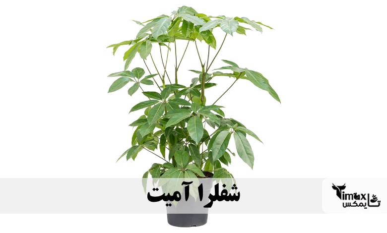 شفلرا آمیت Schefflera Amate