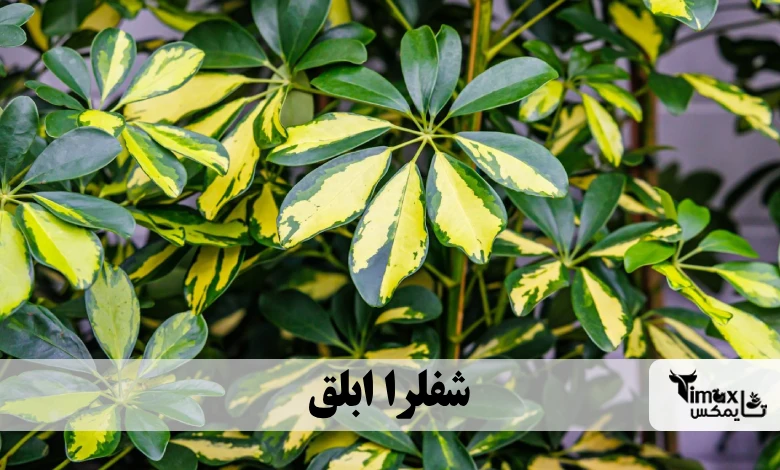 شفلرا ابلق Schefflera arboricola