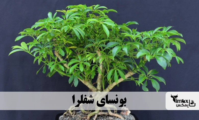 بونسای شفلرا Schefflera bonsai