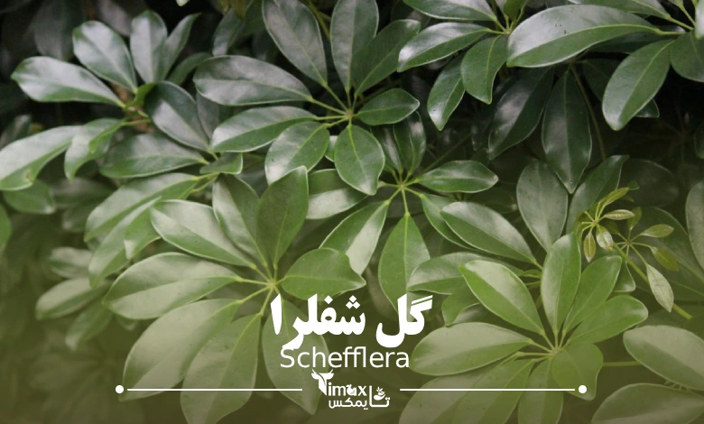 گل شفلرا Schefflera