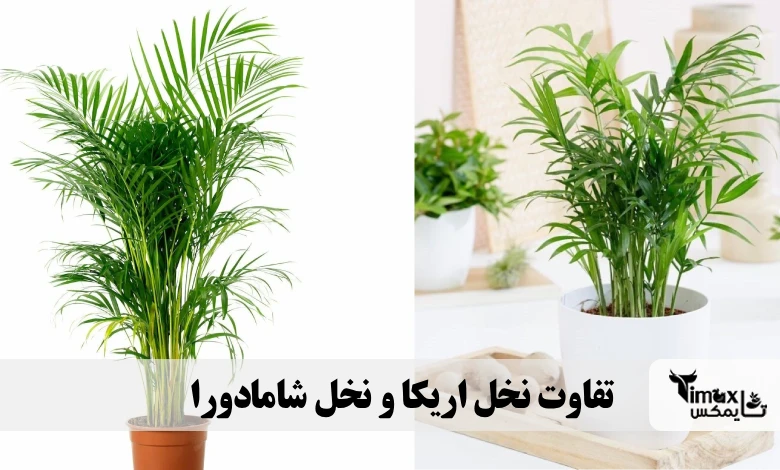 تفاوت نخل اریکا و نخل شامادورا