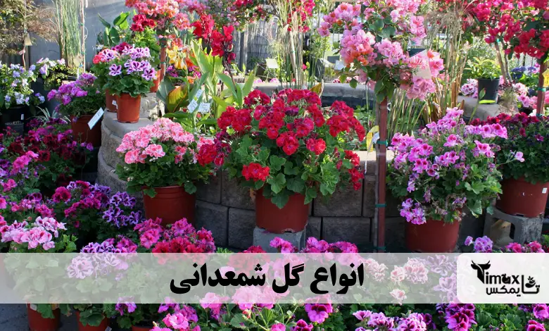 انواع گل شمعدانی